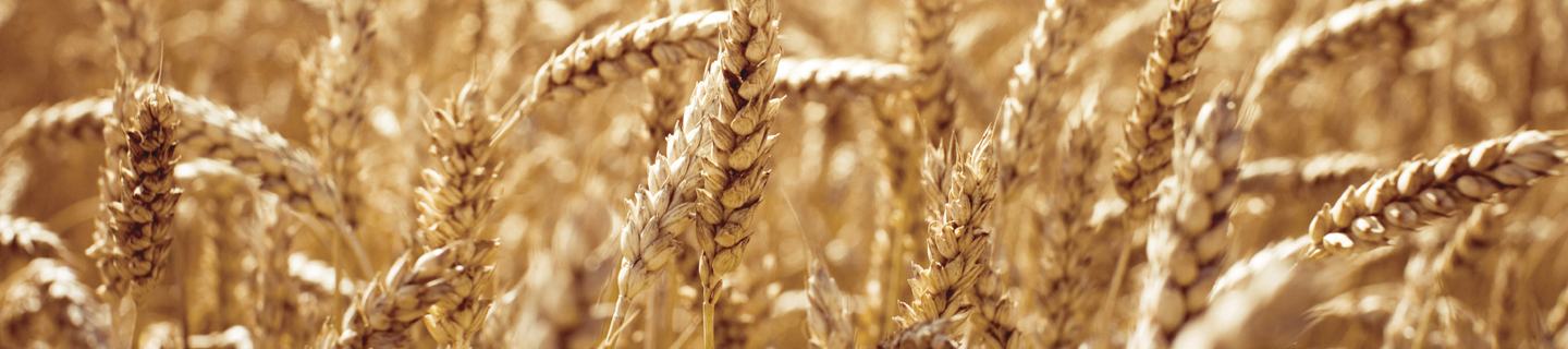Golden spring wheat before harvest