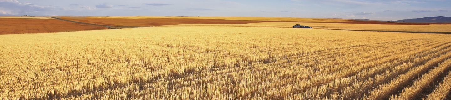 Golden wheat stubble post harvest ready landscape