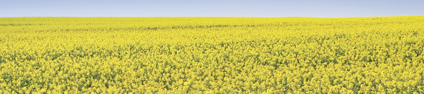Yellow canola field in bloom