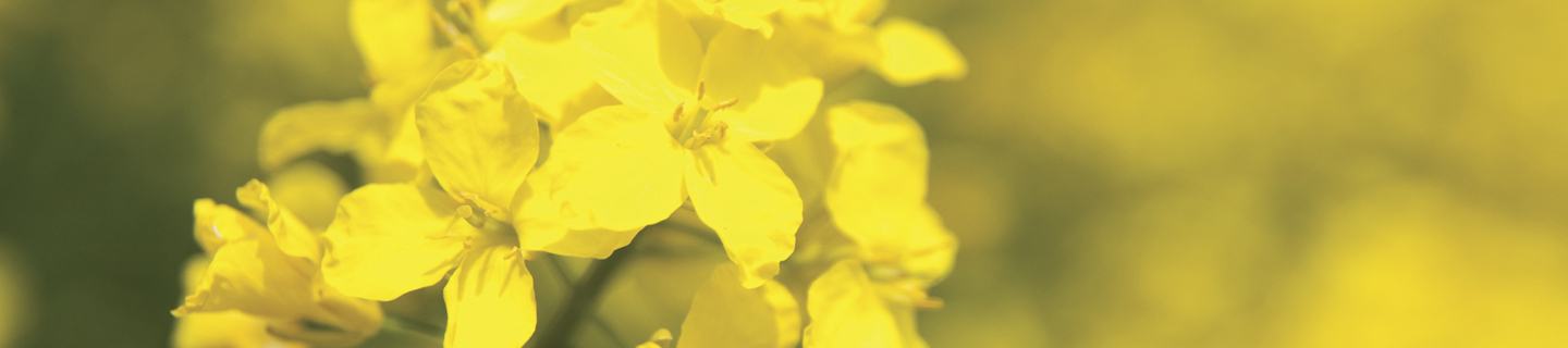 Close up yellow canola plant
