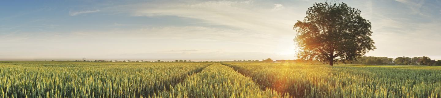 Field with tree at sunset