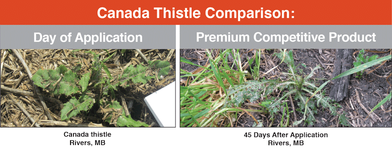 travallas comparison 3