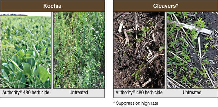 Herbicida sistémico de post-emergencia no residual — Plantamus