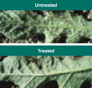 Beleaf comparison