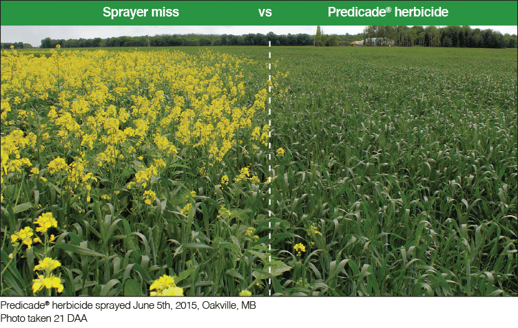 predicade comparison