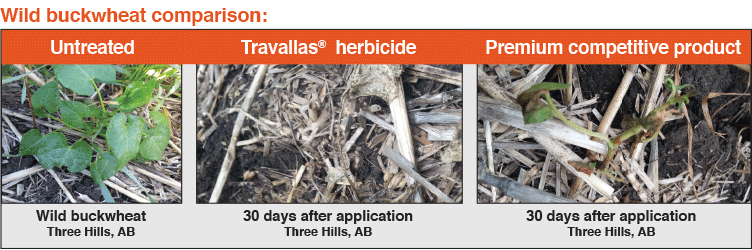 travallas comparison 2