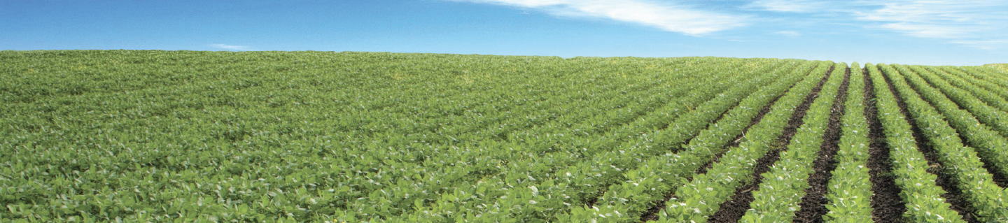 soybean insights header image