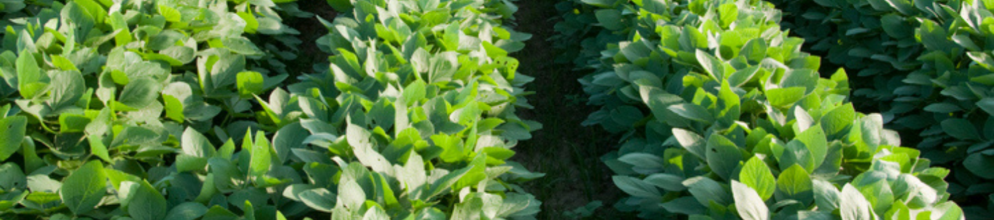 Soybeans