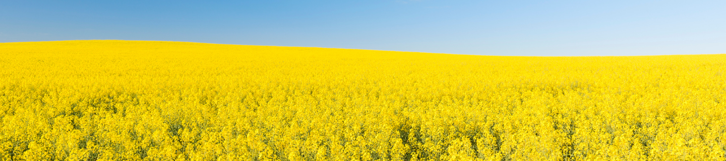 Canola