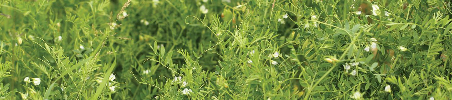 Lentil Crop