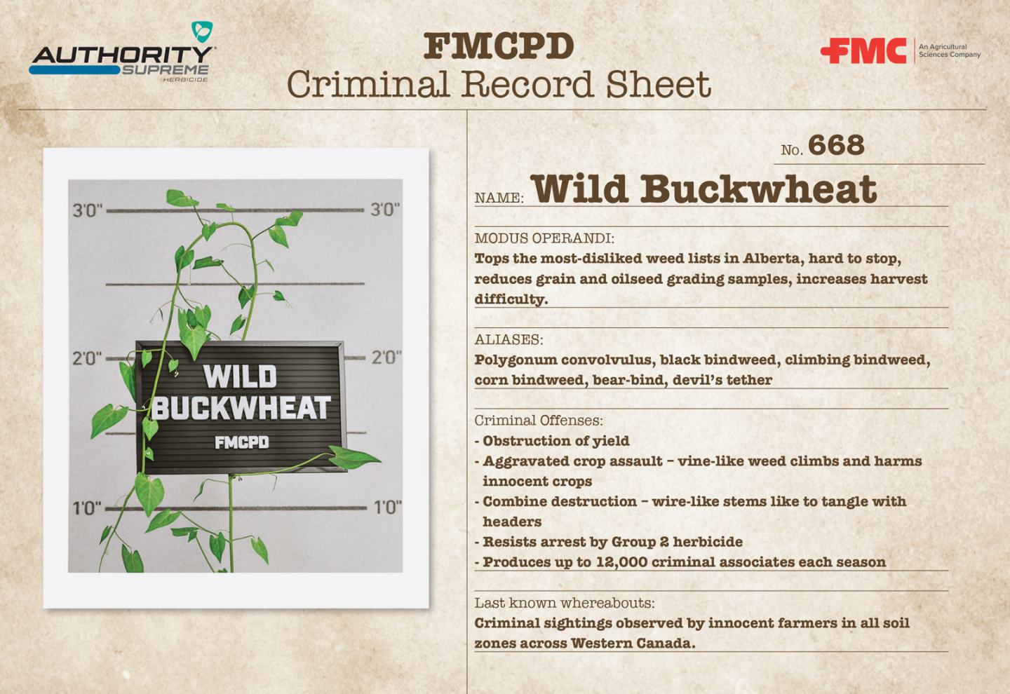 Wild Buckwheat Authority Supreme Rap Sheet FMC Ag CA
