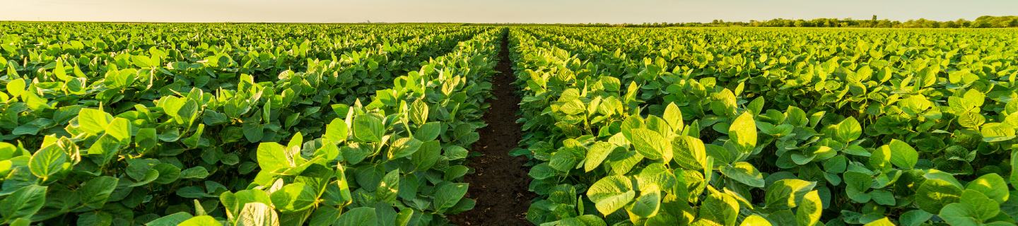 2021 Authority Supreme + Sencor Grower Offer