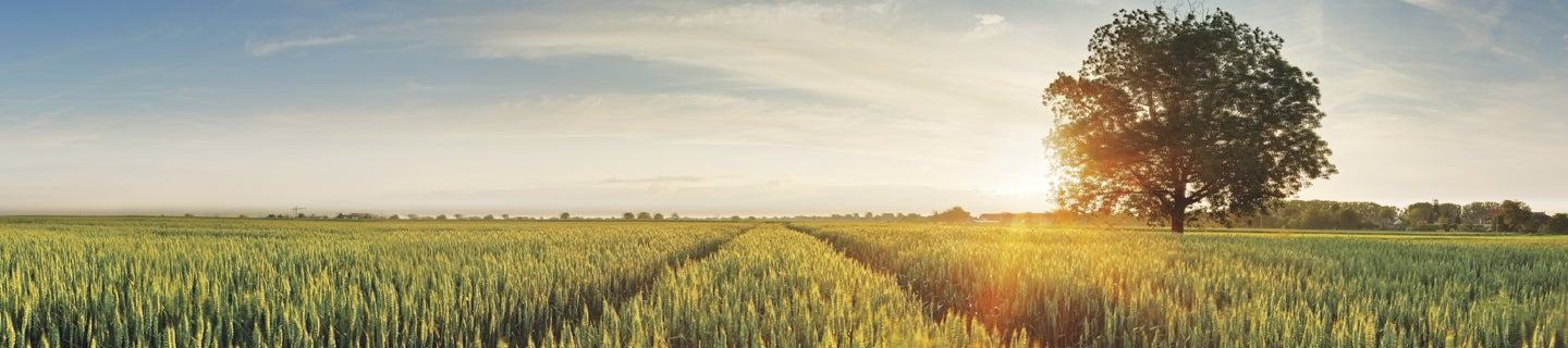 Field with tree at sunset.