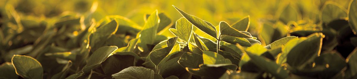 Soybean field