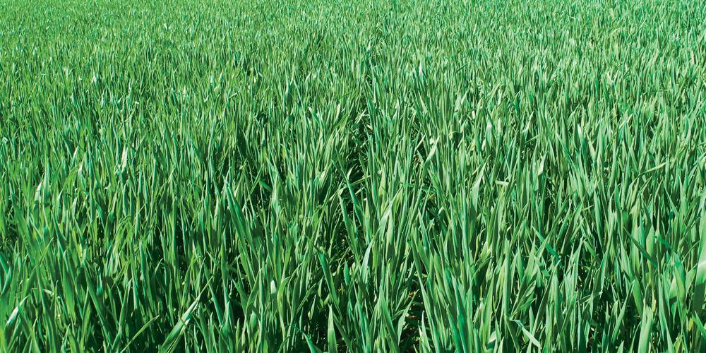 Seed Treatments