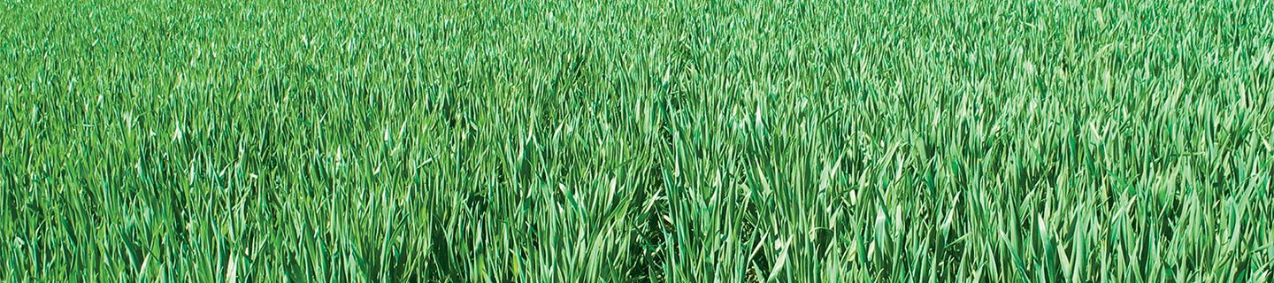 Seed Treatment