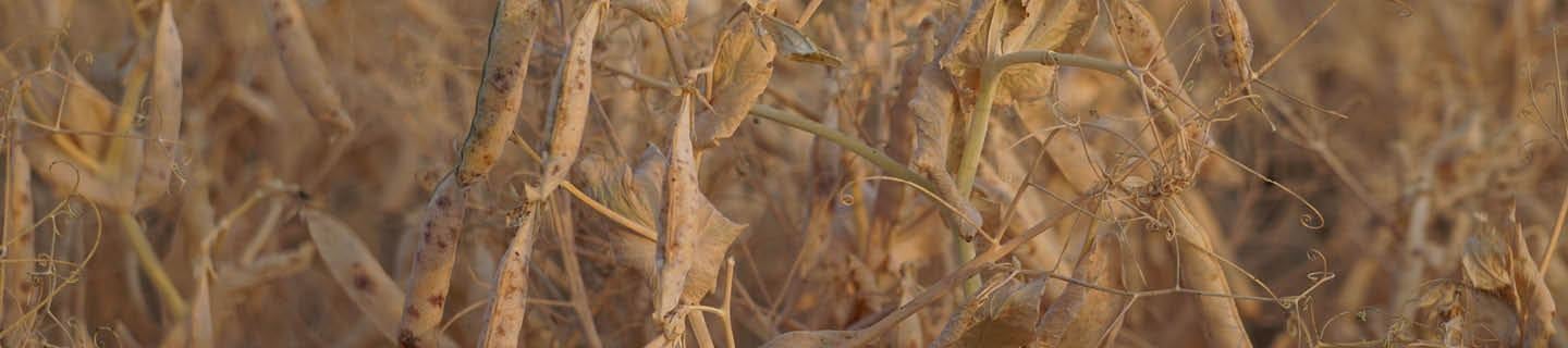 Pea crop