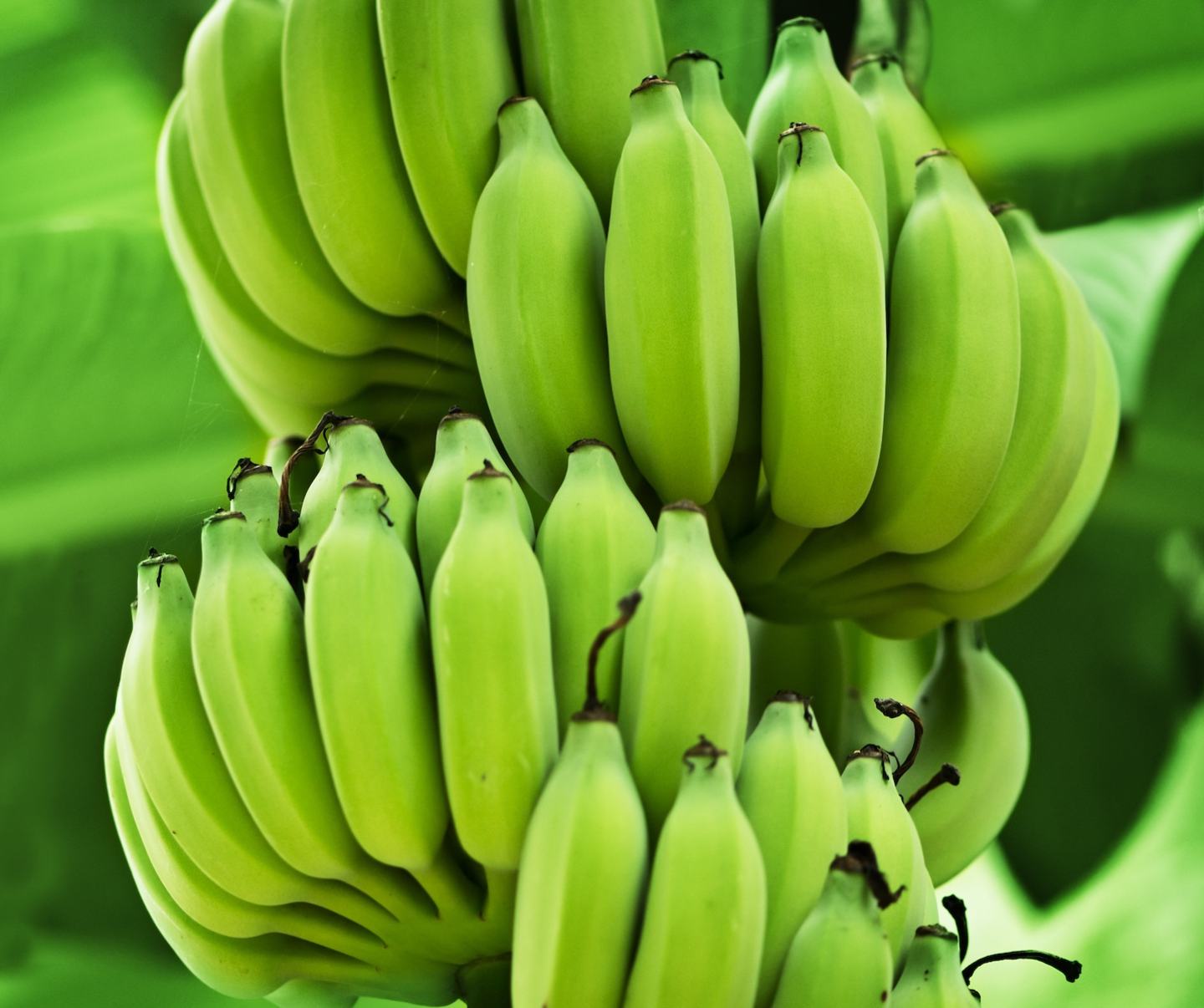 Banane