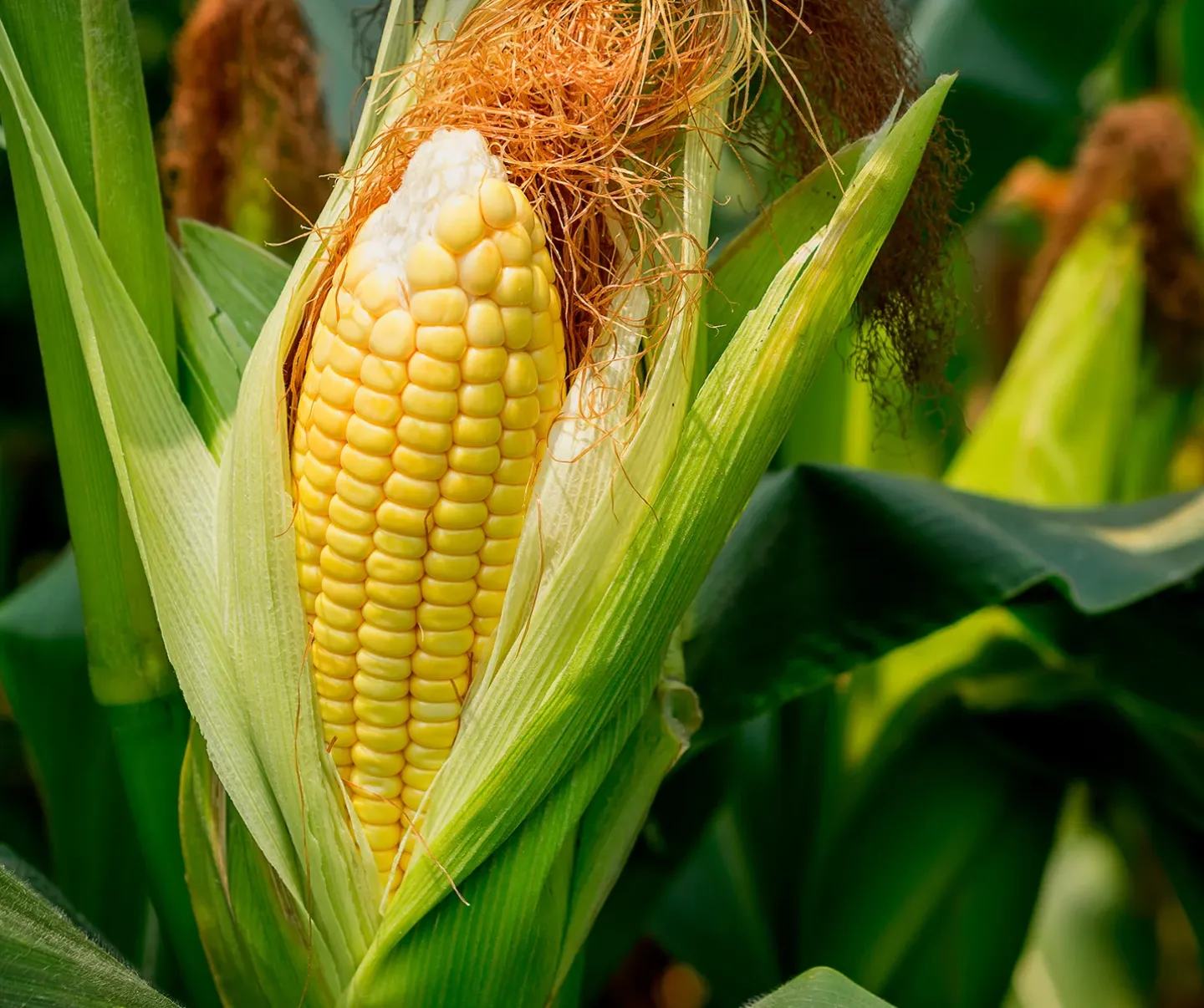 Maize