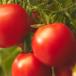 Tomate