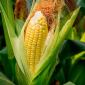 Maize