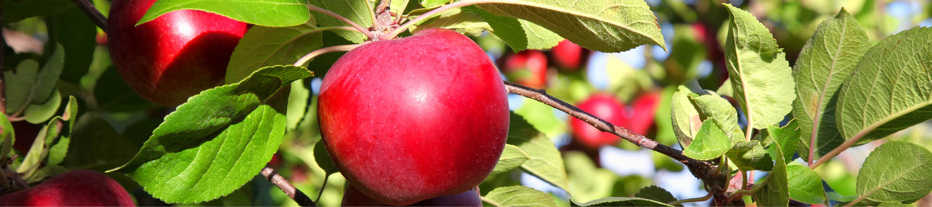 Rote reife Äpfel im Baum