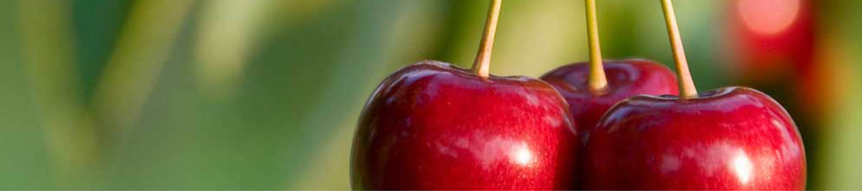 Rote Kirschen vor verschwommenem grünen Hintergrund