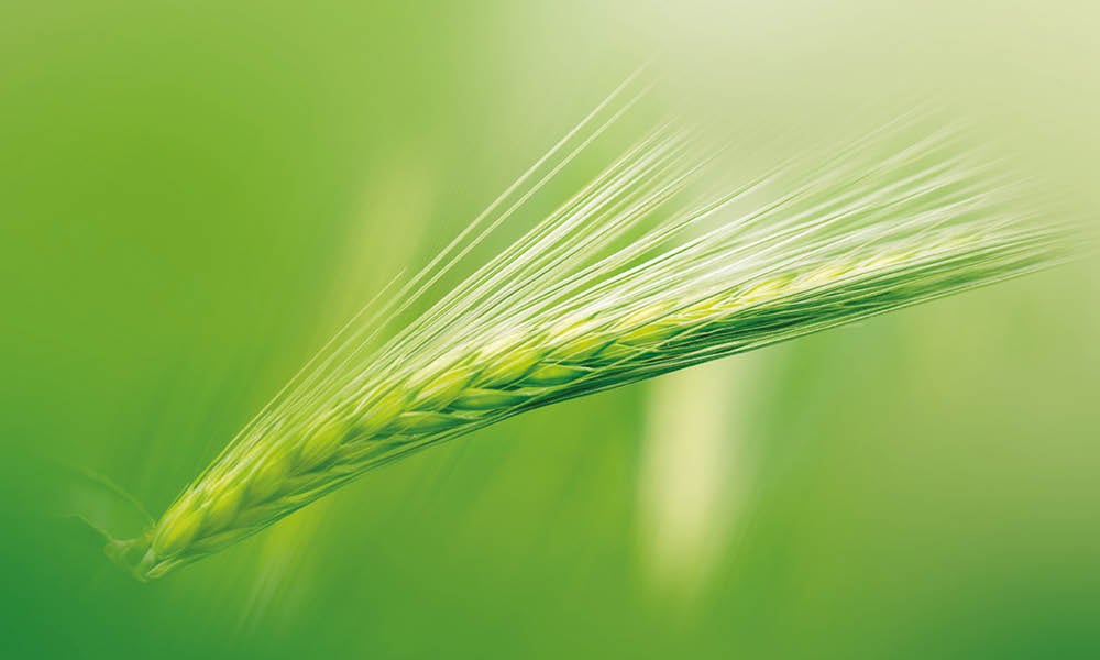 Getreideähre in Nahaufnahme