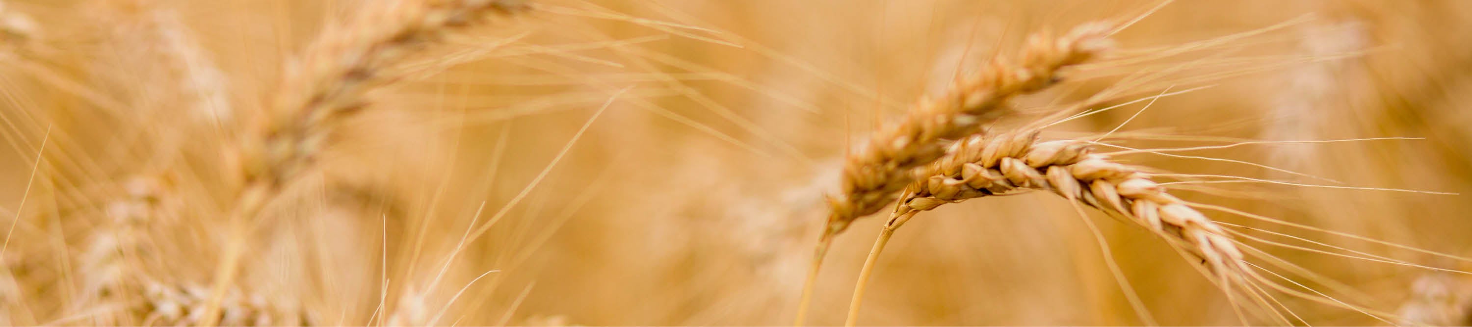 Reife Getreideähren