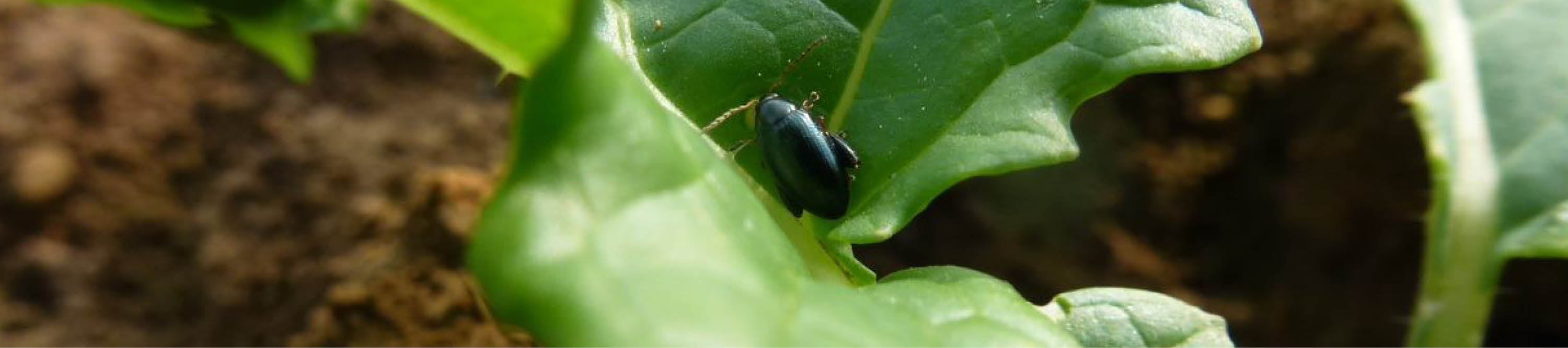 Rapserdfloh im jungen Rapsbestand