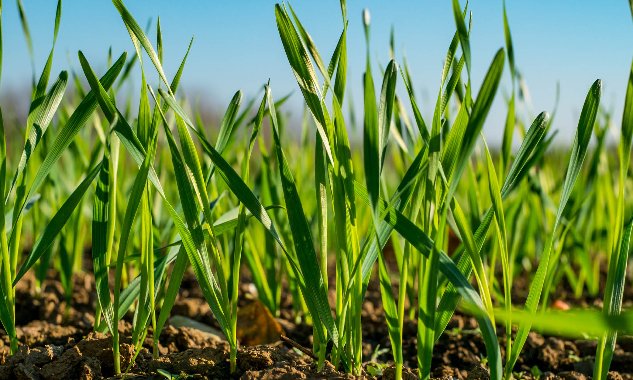 Junges, grünes Getreide vor blauem Himmel
