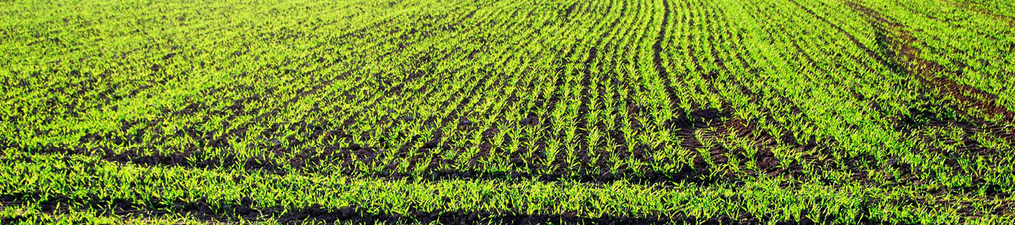 Junger Getreidebestand