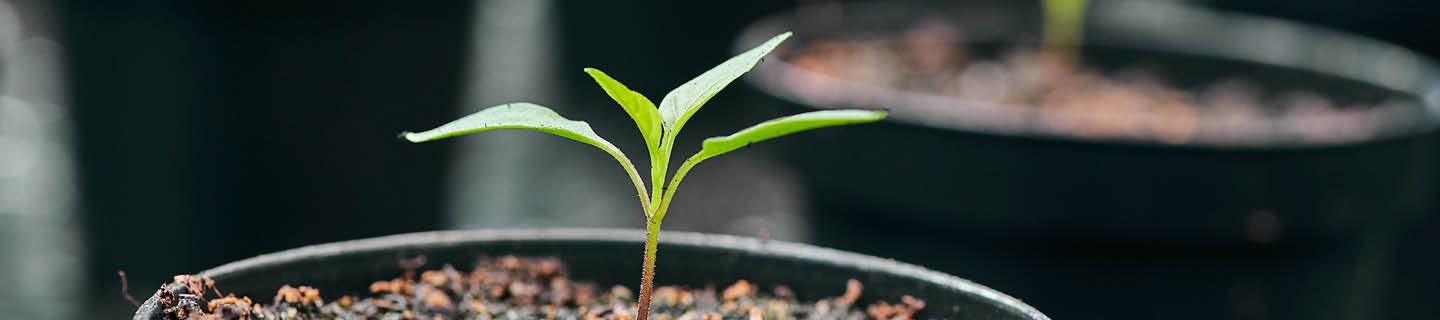 Kleine Pflanze in Topf