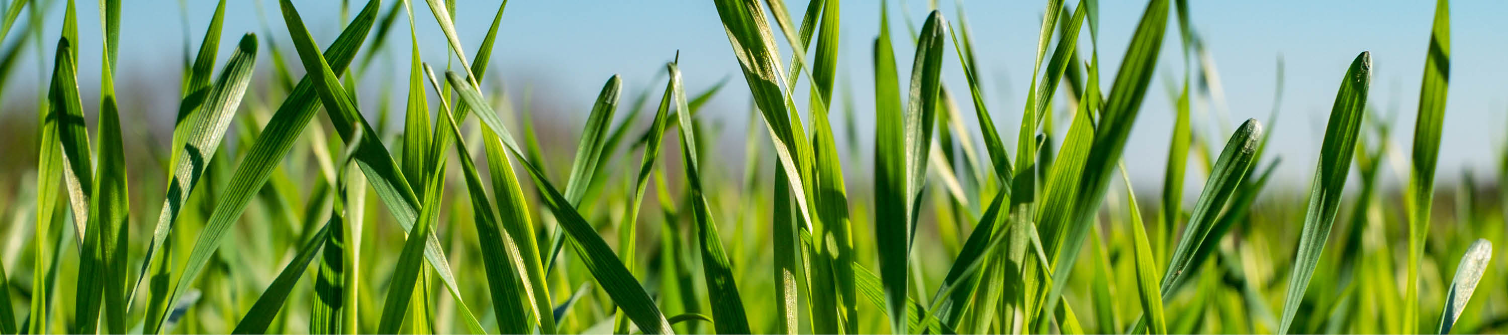 Junges, grünes Getreide vor blauem Himmel