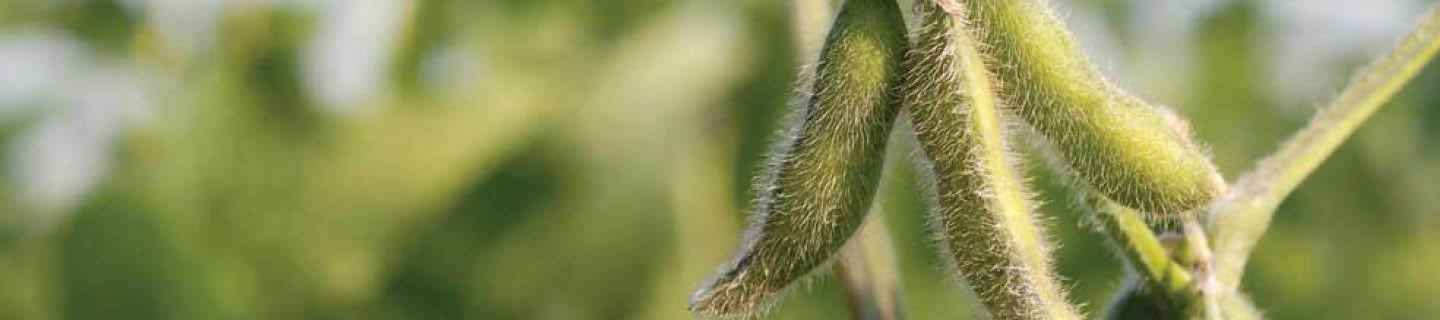 Sojabohnen