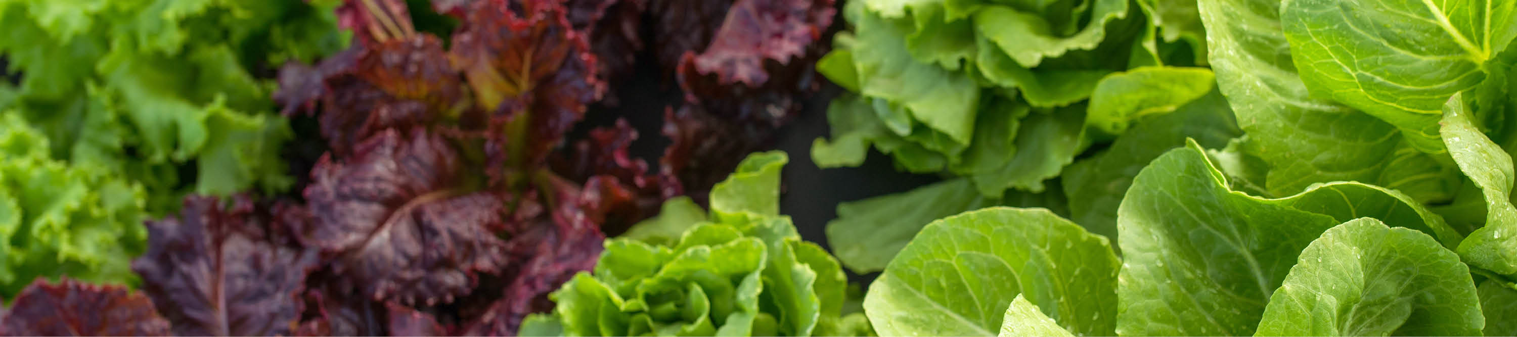 Verschiedene Salat Arten