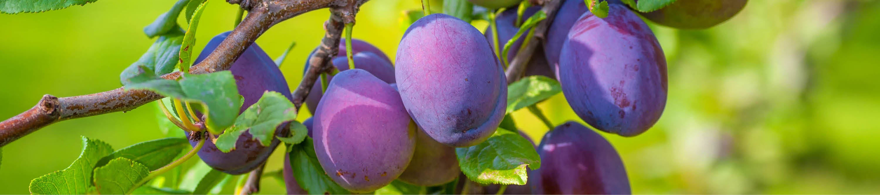 Reife Pflaumen an Baum mit grünen Blättern