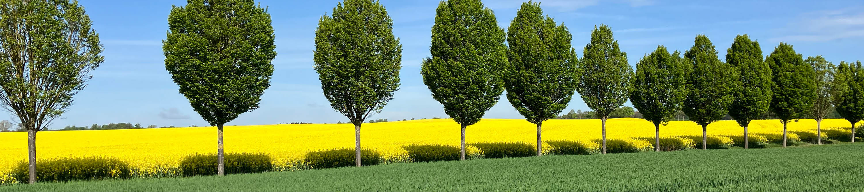 Allee mit Bäumen, gelben blühedem Rapsfeld, grünem Getreidefeld und blauem Himmel