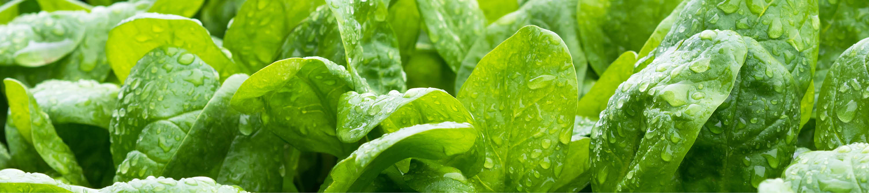 Grüner Spinat