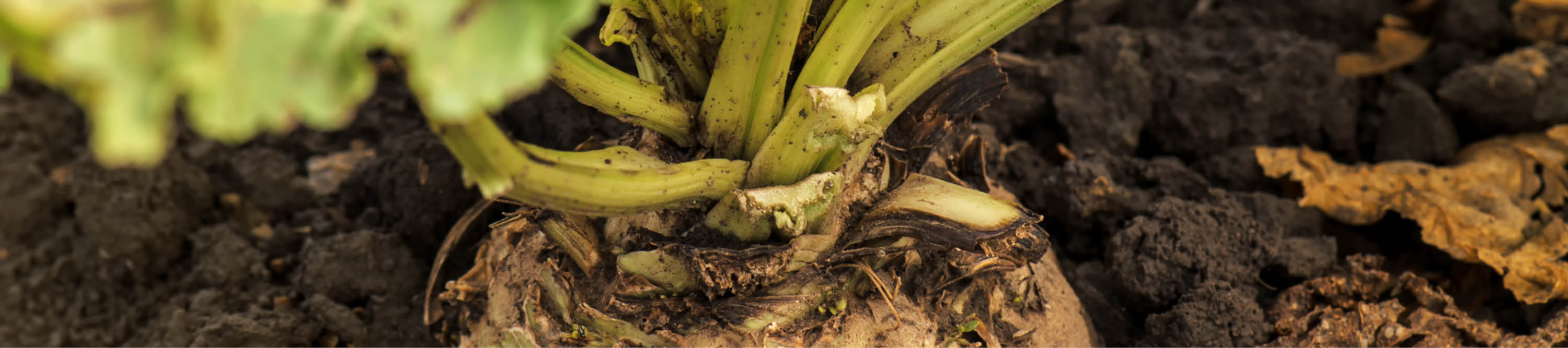 Zuckerrübe im Boden