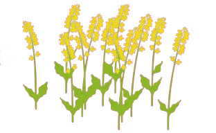 Rapeseed