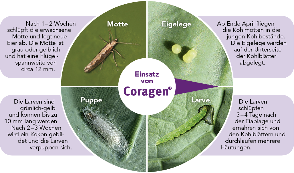 Coragen® Entwicklungszyklus