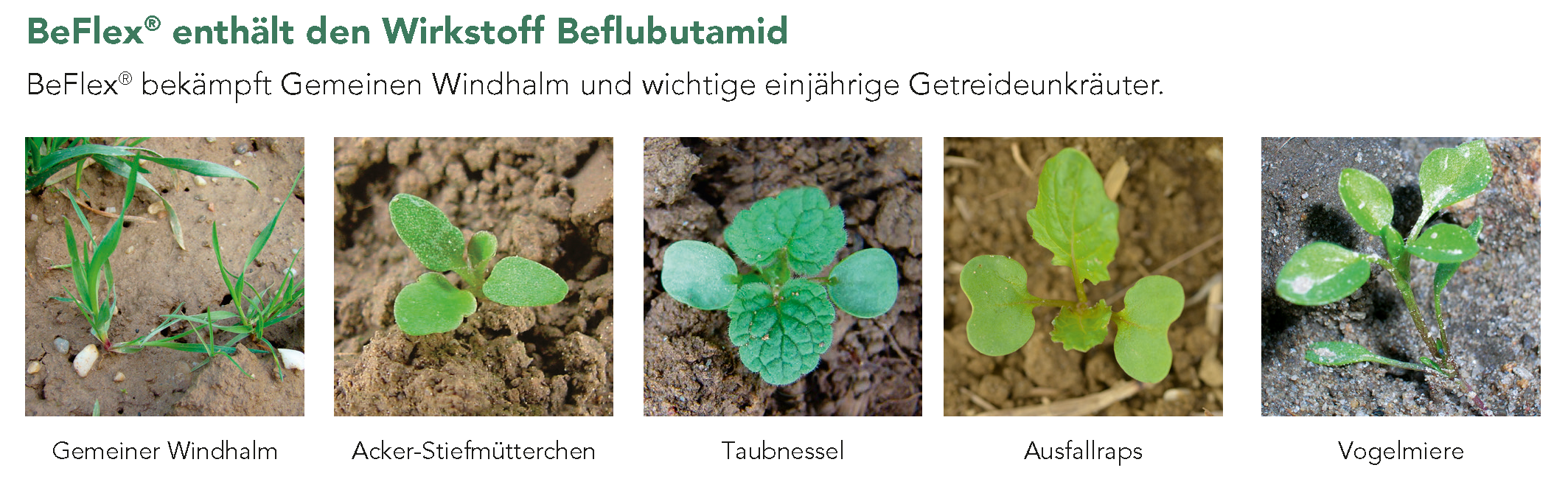 BeFlex® enthält den Wirkstoff Beflubutamid