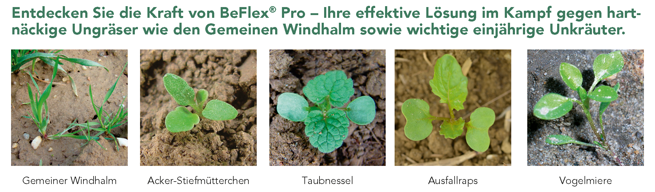 BeFlex® Pro – Wirkungsspektrum