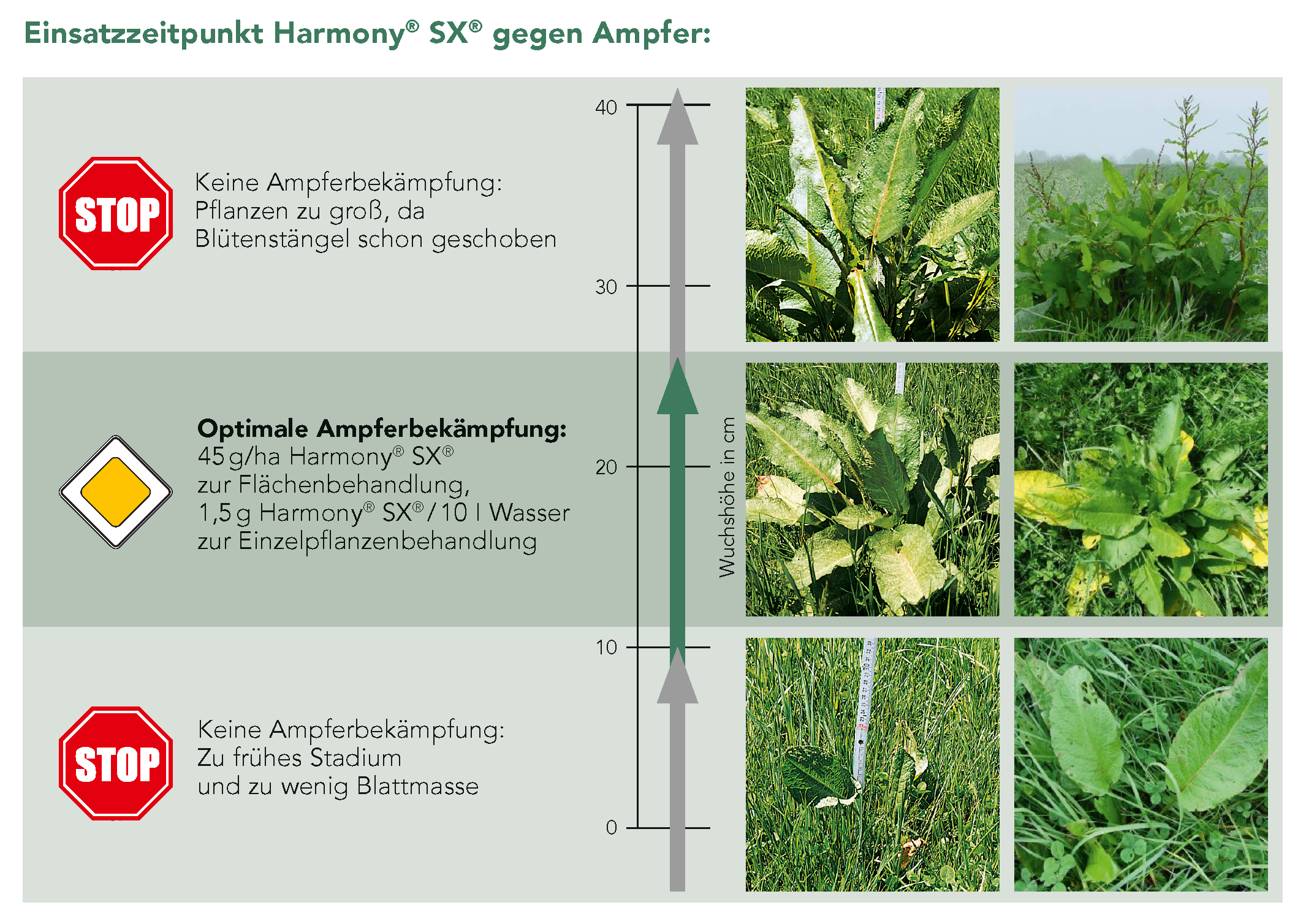 Einsatzzeitpunkt Harmony® SX® gegen Ampfer: