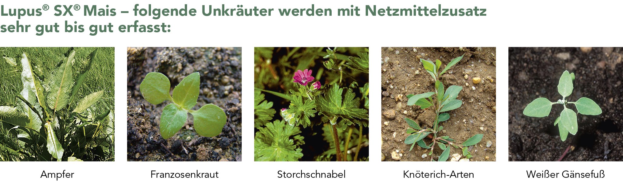 Lupus® SX® Mais Unkräuter