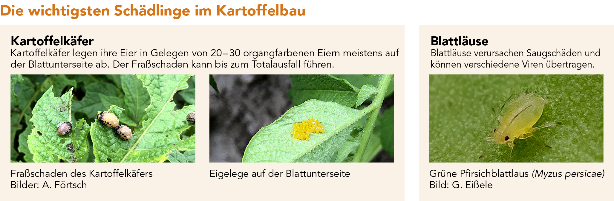 Die wichtigsten Schädlinge im Kartoffelbau