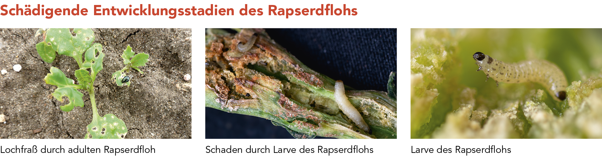 Schädigende Entwicklungsstadien des Rapserdflohs