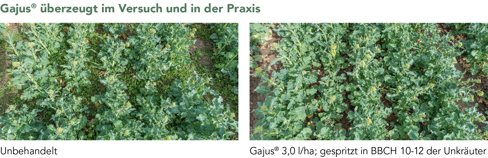Gajus® Versuch