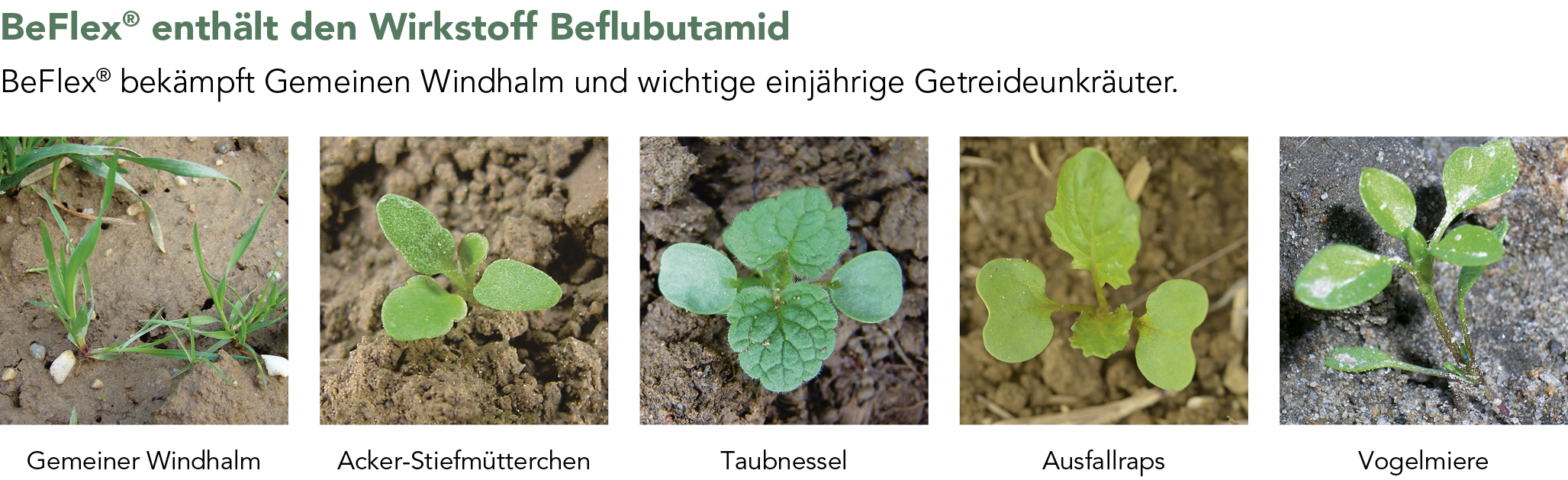 BeFlex® Unkräuter